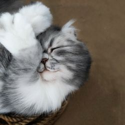 Pet Memorial Custom Cat Shaped Plush Pillow