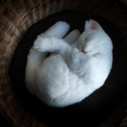 cat shaped plush pillow