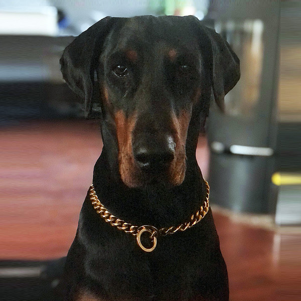 dog_collar_chain_01.jpg