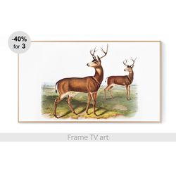 Samsung Frame TV Art Download 4K, Samsung Frame TV Art Vintage Deer, Frame TV art painting, Frame TV art deer | 387
