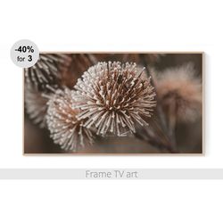 Samsung Frame TV Art Download 4K, Frame TV Art botanical photo, Frame TV art winter, Frame TV art farmhouse nature | 380
