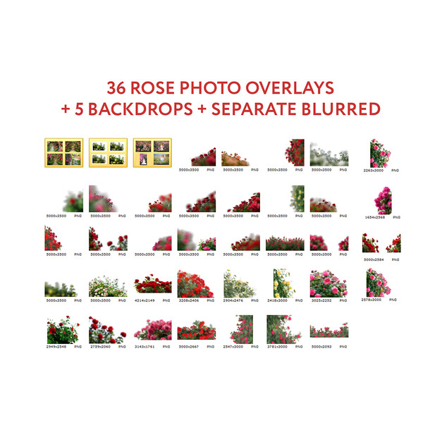 09-rose overlays.jpg