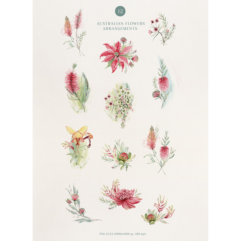 Australian_watercolor_flowers_072.jpg
