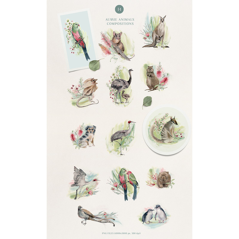 Australian_watercolor_flowers_birds_032.jpg