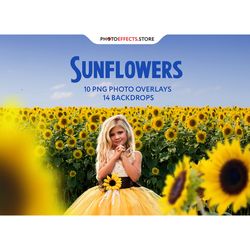 Sunflower Photo Overlays and Backdrops