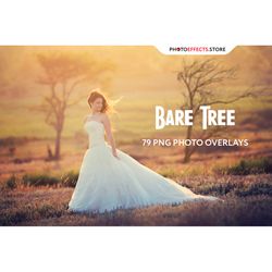 79 Bare Tree Photo Overlays