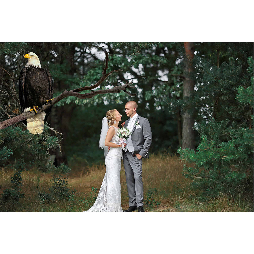 02-eagle overlays.jpg