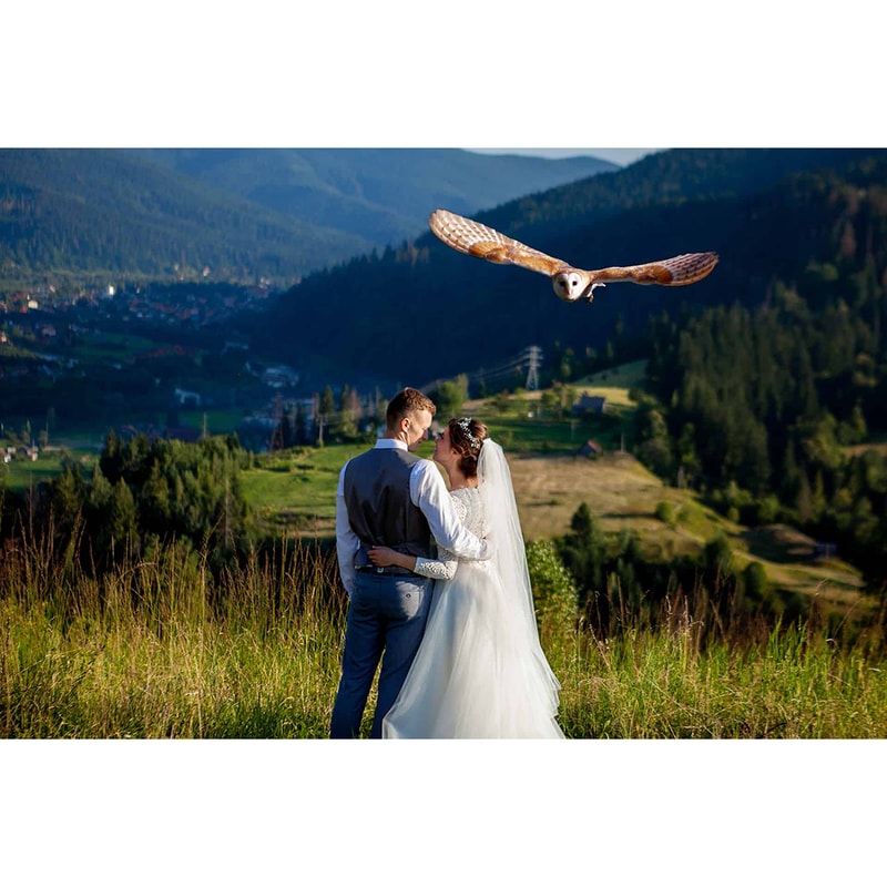 07. Owl Photo Overlays.jpg