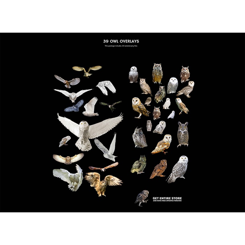 09. Owl Photo Overlays.jpg