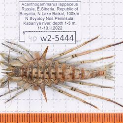 w2-5444 Acanthogammarus lappaceus 1 male 40mm Lake Baikal