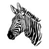Zebra 2.jpg