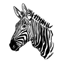 A hand-drawn sketch of a zebra.
