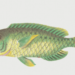 PDF Counted Cross Stitch Pattern | Fish | 6 Sizes