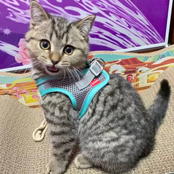 cat_harness_04.jpg