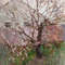 Apricot_tree_81.jpg