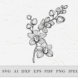 branch of orchids flowers