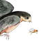 Swallow.jpg