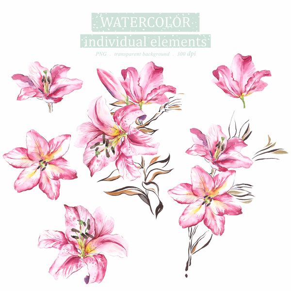 Watercolor Illustration set Of Lily flower, Floral Clipart PNG and patterns.jpg