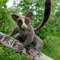 artist-toy-monkey-lemur-galago-by-galina-zharkova.jpg
