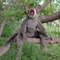 monkey-lemur-galago-by-galina-zharkova.jpg