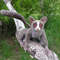 artist-toy-monkey-lemur-galago-by-galina-zharkova (5).jpg