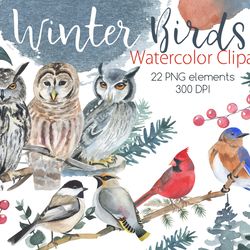 Winter Birds Watercolor Clipart, Forest Bird Clipart, Digital, PNG, 300 DPI