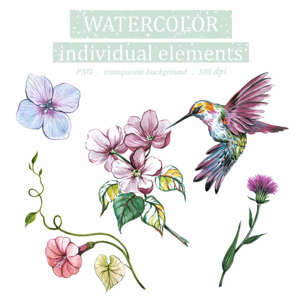 Watercolor Illustration set Of Calibri and flowers, Floral Clipart PNG and patterns cm.jpg