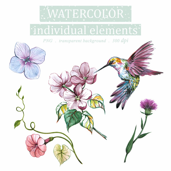 Watercolor Illustration set Of Calibri and flowers, Floral Clipart PNG and patterns cm.jpg
