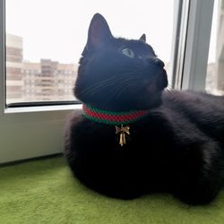 Christmas collar for a cat. Christmas collar for a small dog. A gift for a pet.