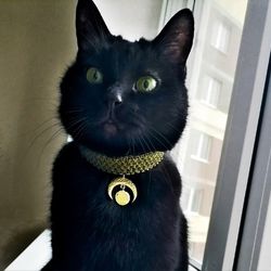 Collar for a cat. Stylish collar for the little dog.