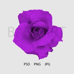 Gorgeous violet rose isolated with transparent background for your design.. Print file. PSD file