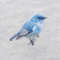 bluebirdcrossstitch.jpg