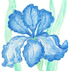 Blue iris watercolor painting