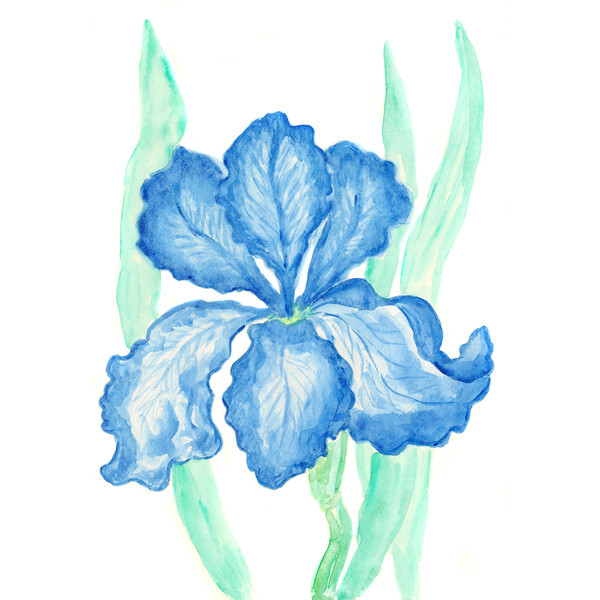 blue iris.jpg