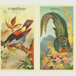 cross stitch pattern | birds | 3 sizes | pdf counted vintage highly detailed cross stitch pattern