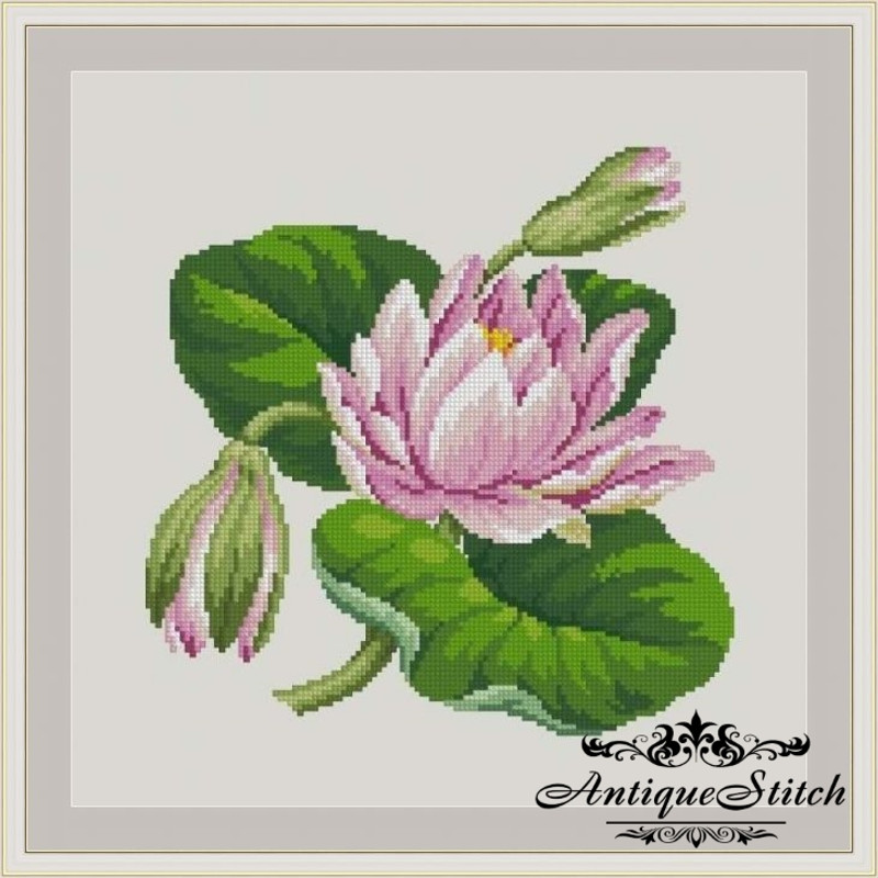 waterlily-01.jpg