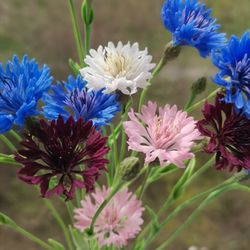 Cornflowers, real touch flowers, polymer clay flowers