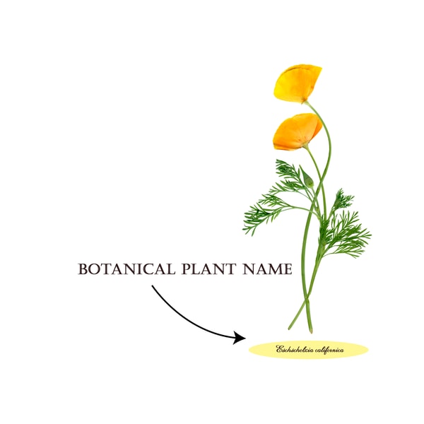 Botany Project Lettering Ideas Printable Botanical Letter Writing Paper, Printable Statione | Inspire ...