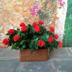 Miniature roses in a flowerpot. Dollhouse miniature.