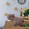 Amigurumi Capybara crochet pattern.jpg