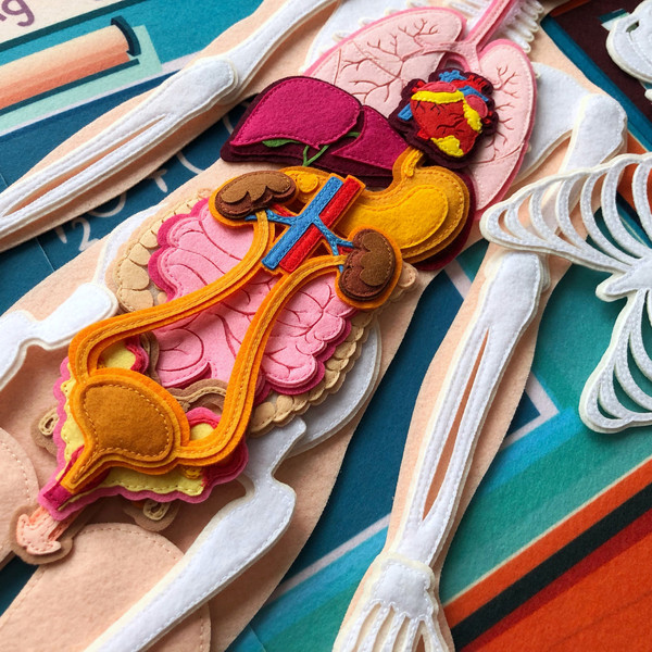 model-of-human-internal-organs