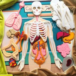HUMAN ANATOMY, Anatomy board (skeleton and organs, Laser cut parts, Extra Large Medical Human body, Montessori play set