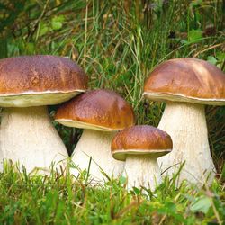 Mushrooms Altai-Alta Mushroom Dried white mushrooms 40 g Altai Extra glutathione GSH ERG