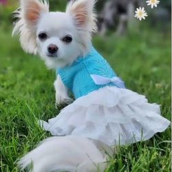Dog dress for a small dog. Small dog clothes.