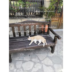 cat .jpg digital download photo mobile and desktop presets blogger instagram animals white redhead