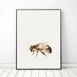 Vintage Bee Wall Art Printable, Insect illustration Spring Picture digital download, Spring wall art