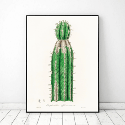 Cactus art printable, Vintage botanical illustration Print, Flower wall art