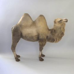 Camel. Realistic felt toy.