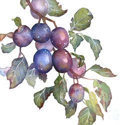 Plum painting original botanical art Purple art blue watercolor fruit wall art