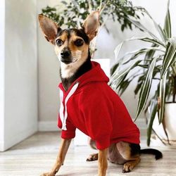 hoodie for pets